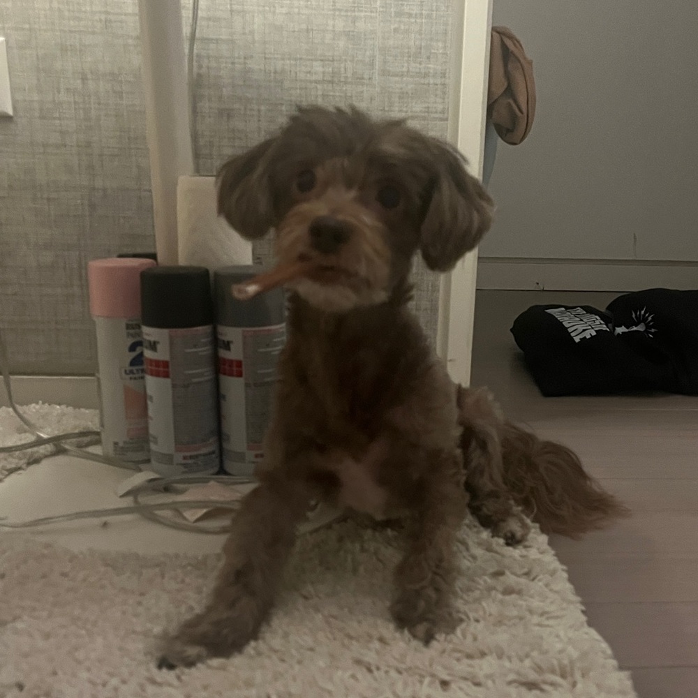 Meet your Posher, Sochi